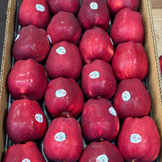 áo Mỹ 5 gốc Manso